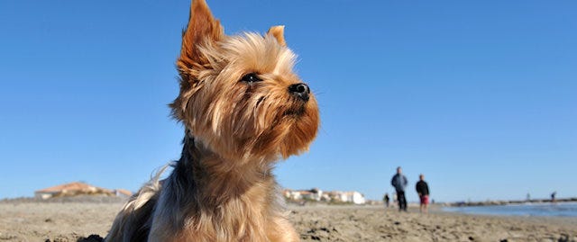 A small dog looking up with interest on a sandy beach