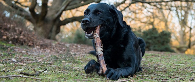 Black dog, chewing on a large stick