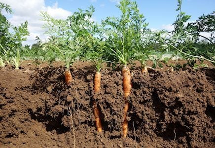 Large carrots growing in the soil