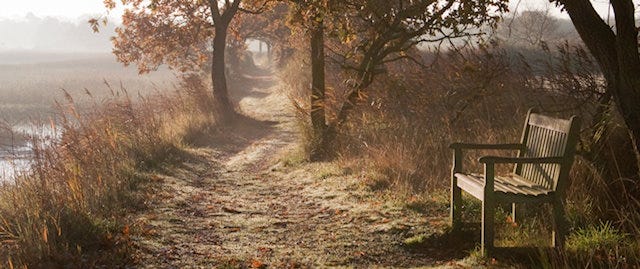 Misty footpath through the trees with a small bench