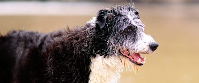 Dog on the beach 