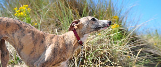 Dog on the sand dunes 