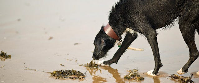 Greyhound on a beach