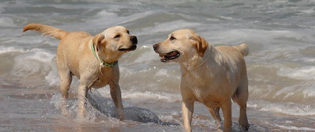 Two labradors playing on the beach