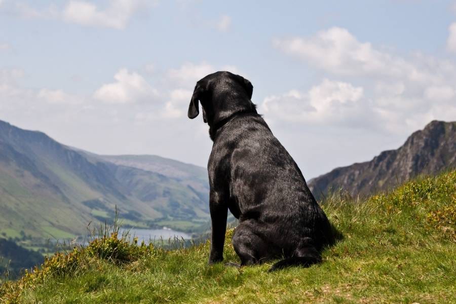 Dog in the Lake District