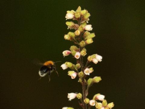 Tree Bumblebee (Bombus hypnorum)