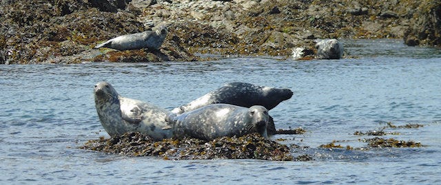 Seals on Bardsey Island
