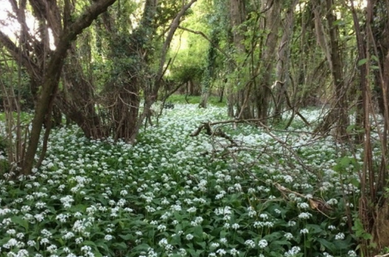 Wild Garlic