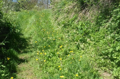 Dorset countryside