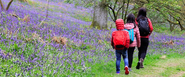 family walking among the bluebells