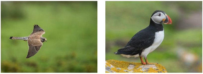 National Parks Birds