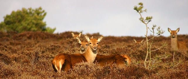 Deer on dunwich heath 