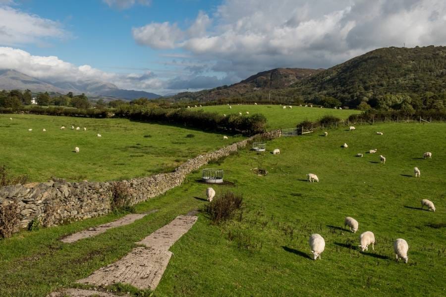 Sheep in the Lake District