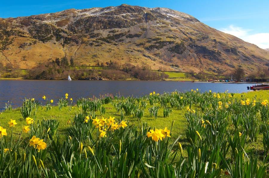 Daffodils by Ullswater