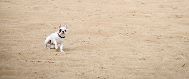Dog on the sand at Harlyn Bay