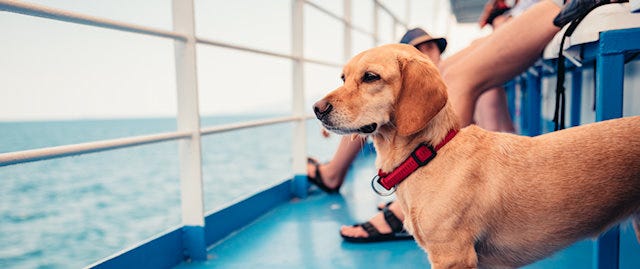 Dog looking out to see from a boat