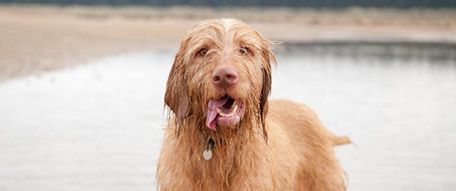 A happy wet dog on the beach