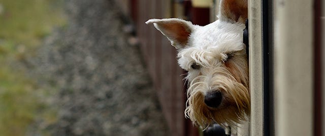 Dog with its head out of an old train window