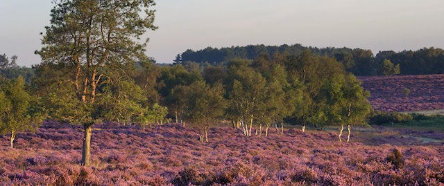 purple heather of dunwich heath