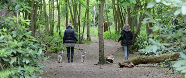 People walking in woodland with their dogs