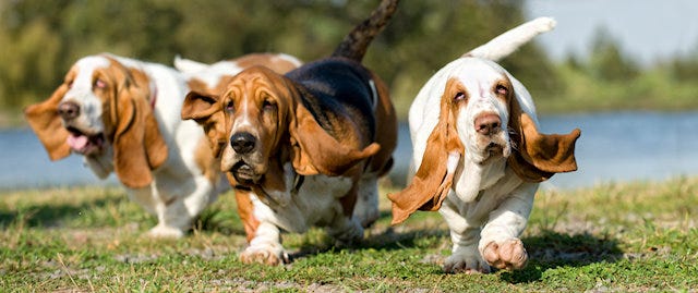 3 dogs running together 