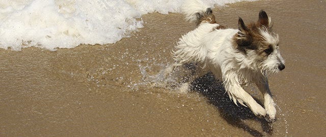 Little dog playing in the waves at watermouth