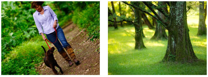  A woodland walk  Woodland trees