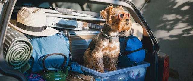 dog sitting in the back of a packed car boot