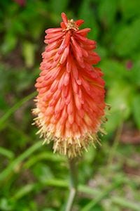 Red Hot Pokers at the Eden Project