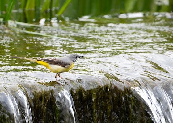 Grey wagtail at Cwm Clydach