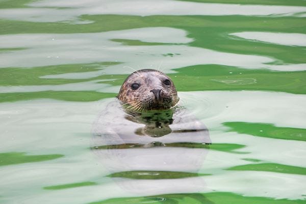Seal spotting on Seal Safari