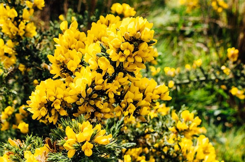 Gorse at Ashdown Riding