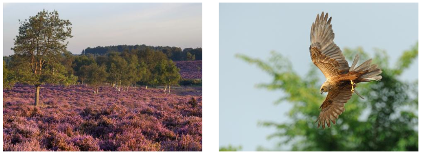 Heather in Suffolk and Marsh Harrier