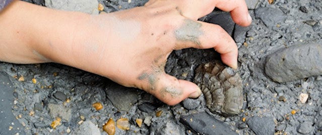 Picking up a muddy ammonite fossil