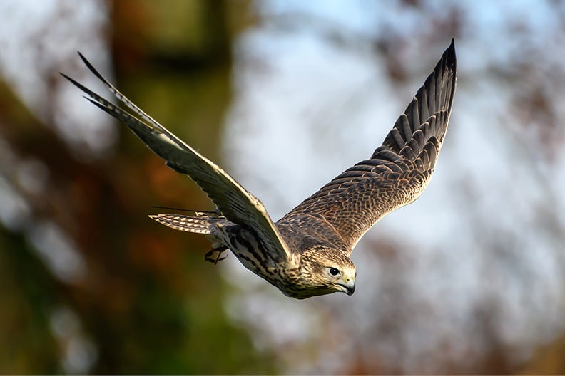 Peregrine Falcon