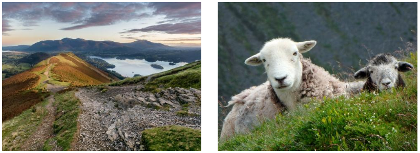  Pathway Through The Lakes | Woolly Companions