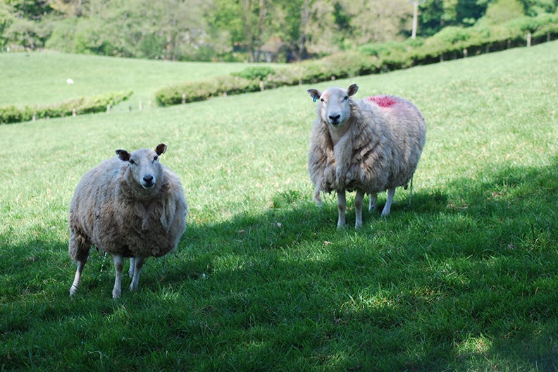 Sheep halfway up the Golfa