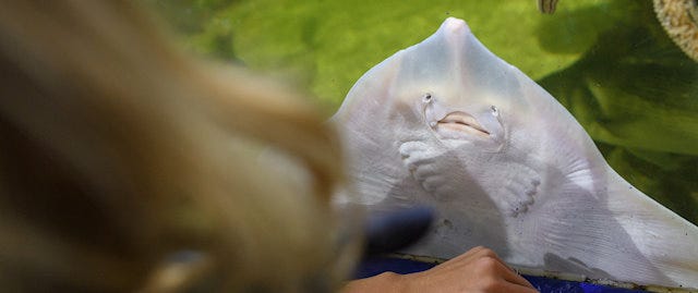 A ray rests on the glass in an aquarium