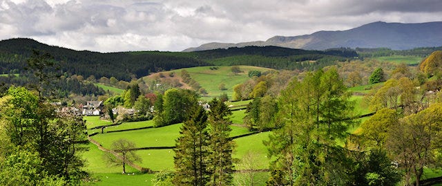 Borrowdale Wood 