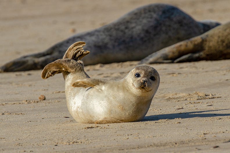 Seal