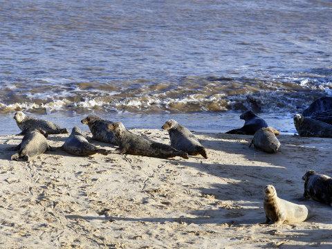 Seals at Horsey Beach