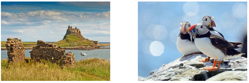 Holy Island|Puffins on The Farne Islands