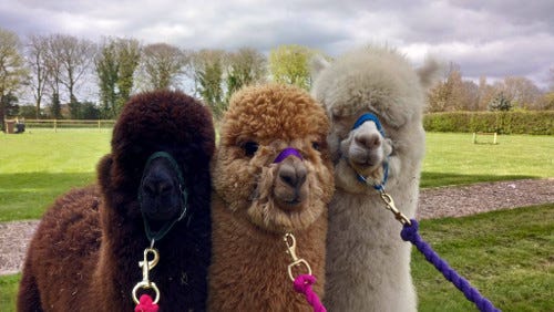 Three alpacas standing closely together