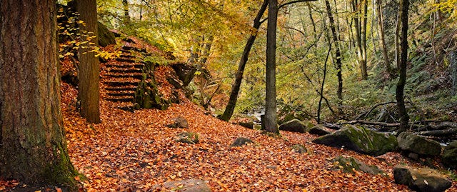 Golden leaves covering the ground at Padley Gorge