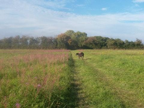 Poppy enjoying her Westleton walk