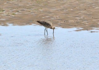 Curlew at Rye Harbour