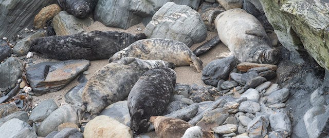 Seals at Godrevy Point