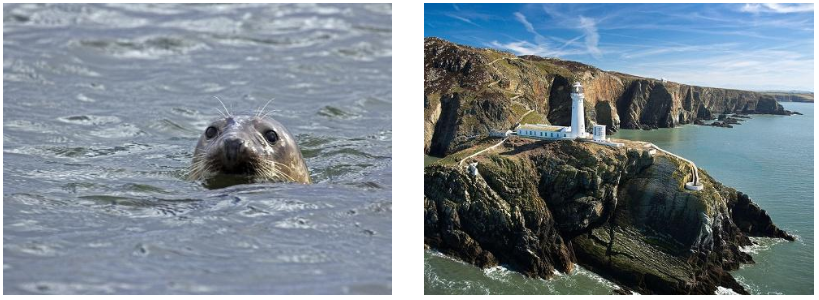  Go Seal Spotting | Ynys Lochtyn