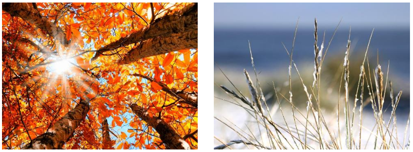 Autumn Leaves| Winter Trees