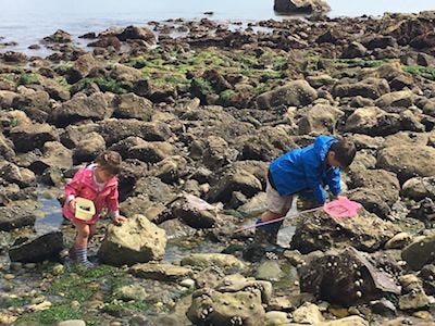 Rock pooling at Seaton